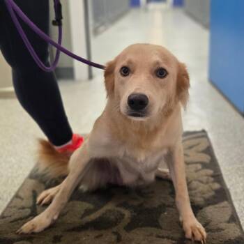 CT Elizabeth -  Australian Shepherd and Golden Retriever Dog for Adoption in Eastford, Connecticut - CT Elizabeth | PetCurious