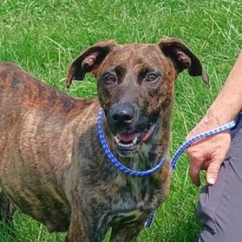 Robin -  Plott Hound and Mixed Breed Dog for Adoption in New York, New York - Robin | PetCurious