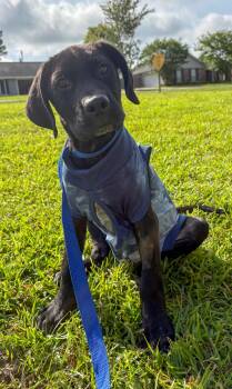 Black Labrador Retriever Dogs Available for Adoption in Alexandria, Louisiana - Jimmy Dean | PetCurious