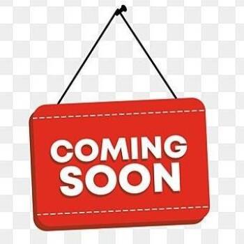 Mixed Breed and Black Mouth Cur Dogs Available for Adoption - Custard | PetCurious