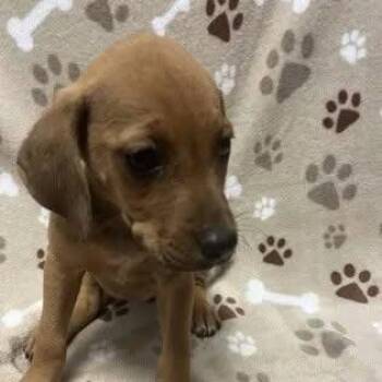 Tilly -  Pit Bull Terrier Dog for Adoption - Tilly | PetCurious