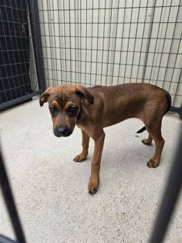 Rhodesian Ridgeback and Mixed Breed Dogs Available for Adoption in Killeen, Texas - ROWAN | PetCurious