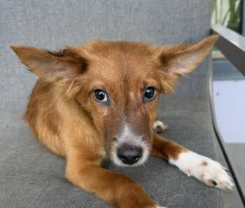 Pup Samuel -  Papillon and Corgi Dog for Adoption in Washington, District Of Columbia - Pup Samuel | PetCurious