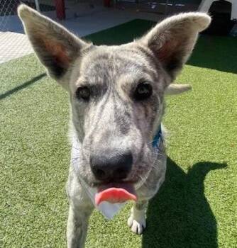 Shepherd and Mixed Breed Dogs Available for Adoption in Kansas City, Missouri - Azizi | PetCurious