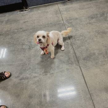 Luna -  Cockapoo Dog for Adoption in Boynton Beach, Florida - Luna | PetCurious