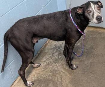 Bandit -  Pit Bull Terrier and Labrador Retriever Dog for Adoption in Evansville, Indiana - Bandit | PetCurious
