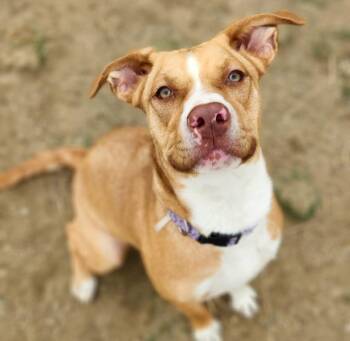Pit Bull Terrier Dogs Available for Adoption in Loveland, Colorado - OLIVIA | PetCurious