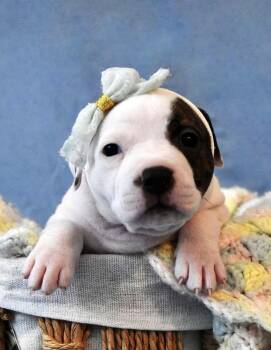 Pit Bull Terrier Dogs Available for Adoption - Francesca | PetCurious