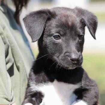 Cattle Dog Dogs Available for Adoption in Columbia, South Carolina - Goatee | PetCurious