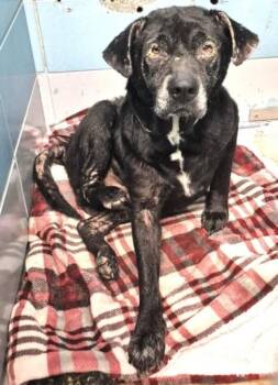 Labrador Retriever and Mixed Breed Dogs Available for Adoption - MICK | PetCurious