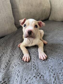 American Bulldog Dogs Available for Adoption - Mrs. Norris | PetCurious