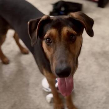 German Shepherd Dog and Hound Dogs Available for Adoption in New Orleans, Louisiana - Richard | PetCurious
