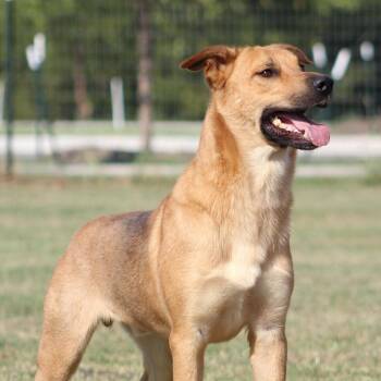 Rescue German Shepherd Dog Dogs for Adoption in Temple, Texas - Coyote | PetCurious