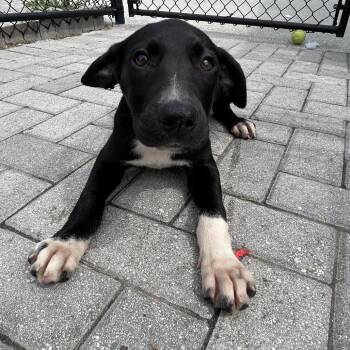Sky -  Mixed Breed Dog for Adoption in Jupiter, Florida - Sky | PetCurious