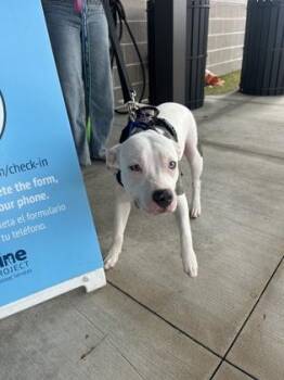 Mixed Breed Dogs Available for Adoption in Atlanta, Georgia - Shawn The Sheep | PetCurious