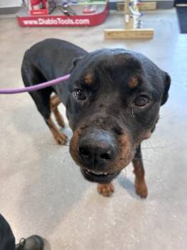 NINO -  Rottweiler Dog for Adoption in Fort Myers, Florida - NINO | PetCurious