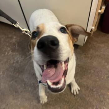 Aluminum -  Mixed Breed Dog for Adoption in Glenwood Springs, Colorado - Aluminum | PetCurious