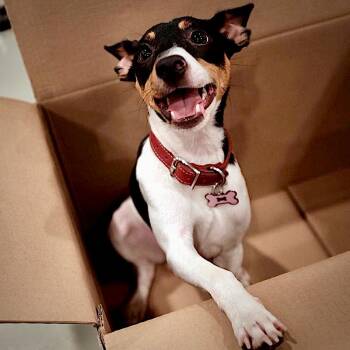 Rat Terrier Dogs Available for Adoption - Bulba (FL) | PetCurious