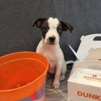 Chihuahua and Mixed Breed Dogs Available for Adoption in Bradenton, Florida - Powdered Sugar Munchkin | PetCurious