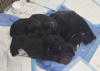 Golden Retriever and Border Collie Dogs Available for Adoption - Maddox | PetCurious