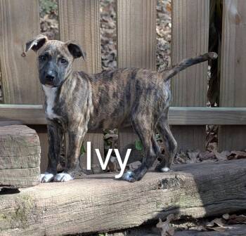 Rescue Mixed Breed Dogs for Adoption in Pembroke, Massachusetts - Ivy | PetCurious