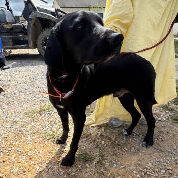 Bucky 6495 -  Black Labrador Retriever Dog for Adoption in Loxahatchee Groves, Florida - Bucky 6495 | PetCurious