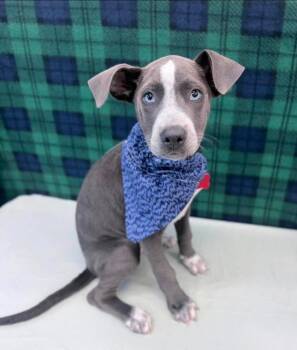 Buttercup -  Pit Bull Terrier and Catahoula Leopard Dog Dog for Adoption in Sedalia, Colorado - Buttercup | PetCurious