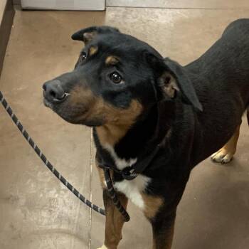 Mixed Breed and Australian Cattle Dog Blue Heeler Dogs Available for Adoption - Oreo | PetCurious