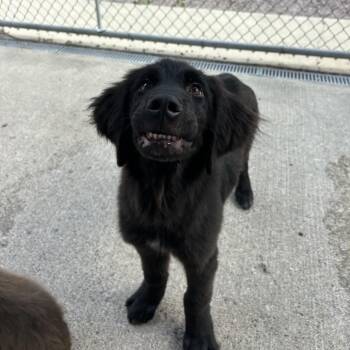 Walnut -  Newfoundland Dog and German Shepherd Dog Dog for Adoption in Watertown, New York - Walnut | PetCurious