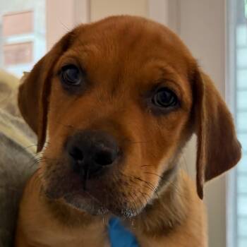 Sam -  Mixed Breed Dog for Adoption in Middletown, Rhode Island - Sam | PetCurious