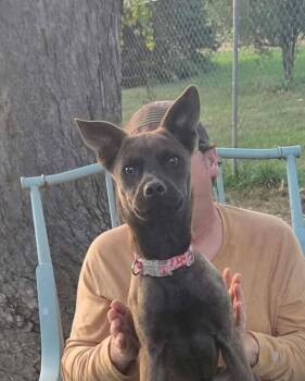 Count Chocula -  Feist Dog for Adoption in West Peoria, Illinois - Count Chocula | PetCurious