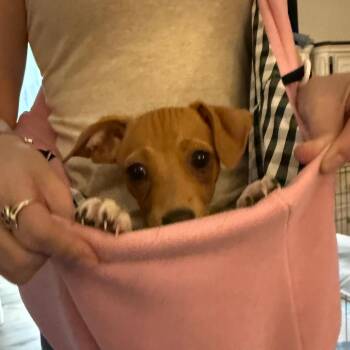 Dolly -  Chihuahua and Mixed Breed Dog for Adoption in Las Vegas, Nevada - Dolly | PetCurious