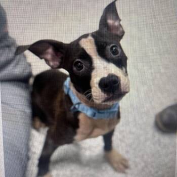 Pit Bull Terrier Dogs Available for Adoption in Baltimore, Maryland - Boston Nico | PetCurious