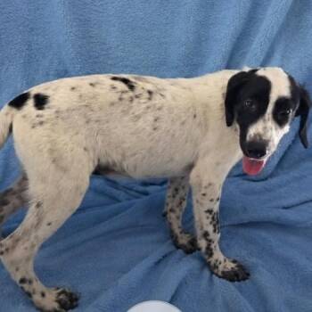 High Sierra -  Pointer and Mixed Breed Dog for Adoption in Nashville, Tennessee - High Sierra | PetCurious