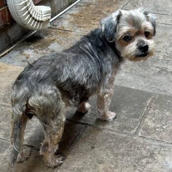 Yorkshire Terrier and Terrier Dogs Available for Adoption - Christi Jo | PetCurious