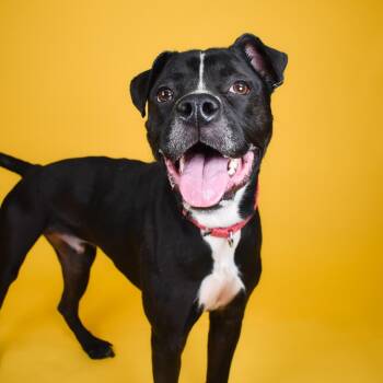 Tater Tot -  Boxer and Mixed Breed Dog for Adoption in West Palm Beach, Florida - Tater Tot | PetCurious