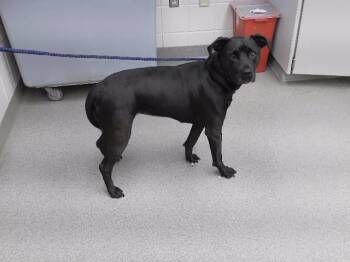 ISABELLA -  Labrador Retriever Dog for Adoption in Omaha, Nebraska - ISABELLA | PetCurious
