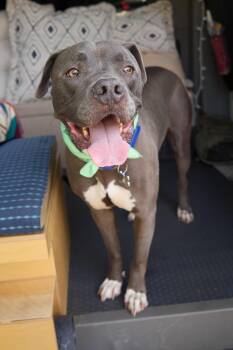 Pit Bull Terrier Dogs Available for Adoption in Oriskany, New York - Baloo | PetCurious