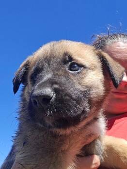 Great Pyrenees and Mixed Breed Dogs Available for Adoption in Klamath Falls, Oregon - Serena | PetCurious
