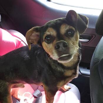 Mixed Breed Dogs Available for Adoption in Williston, Florida - Buddy | PetCurious