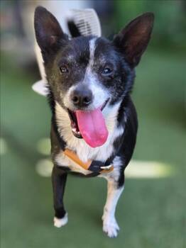 *ACORN -  Chihuahua Dog for Adoption in Woodland, California - *ACORN | PetCurious