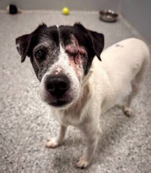 Rescue Terrier and Mixed Breed Dogs for Adoption in Twinsburg, Ohio - Russell | PetCurious