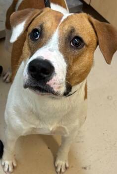 BOONE -  Hound Dog for Adoption in Elizabethton, Tennessee - BOONE | PetCurious