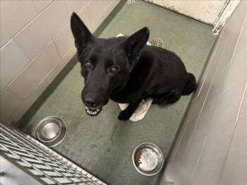 Mixed Breed Dogs Available for Adoption - BALTO | PetCurious