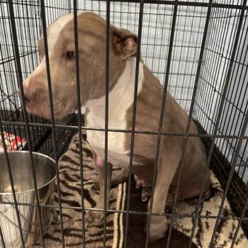 Briggs -  Mixed Breed Dog for Adoption in Port Charlotte, Florida - Briggs | PetCurious