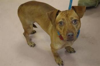 FIREFLY -  Mixed Breed Dog for Adoption in Columbia, South Carolina - FIREFLY | PetCurious