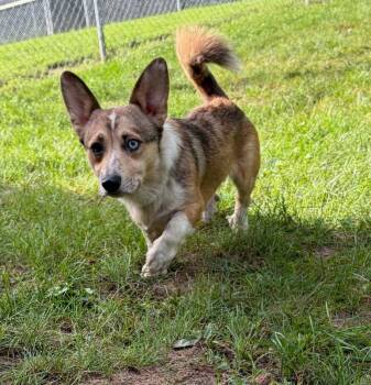 King Julius -  Corgi and Australian Cattle Dog Blue Heeler Dog for Adoption in Houghton Lake, Michigan - King Julius | PetCurious
