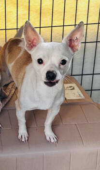 Rescue Chihuahua Dogs for Adoption in New York, New York - Canelo | PetCurious