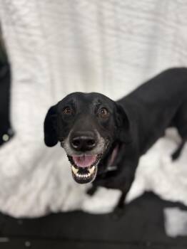 Labrador Retriever Dogs Available for Adoption - Sadie | PetCurious