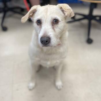 Labrador Retriever and Mixed Breed Dogs Available for Adoption in Jacksboro, Tennessee - Daisey | PetCurious